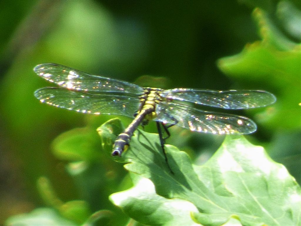 Gomphus vulgatissimus?  Sì